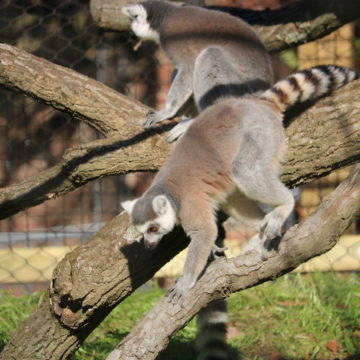 ring tailed lemur climbing