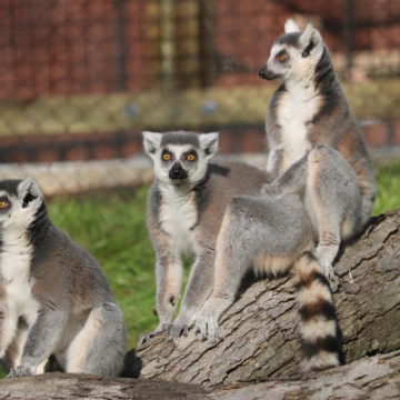 ring tailed lemurs sitting in group
