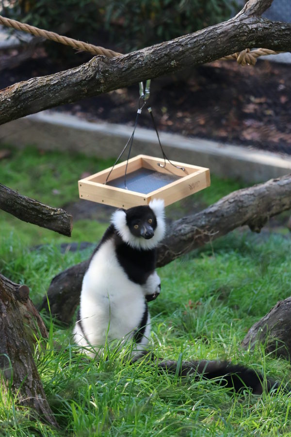 Black And White Ruffed Lemur Staring • Brandywine Zoo