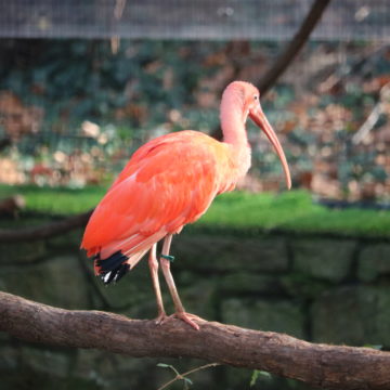 one Scarlet Ibis on branch