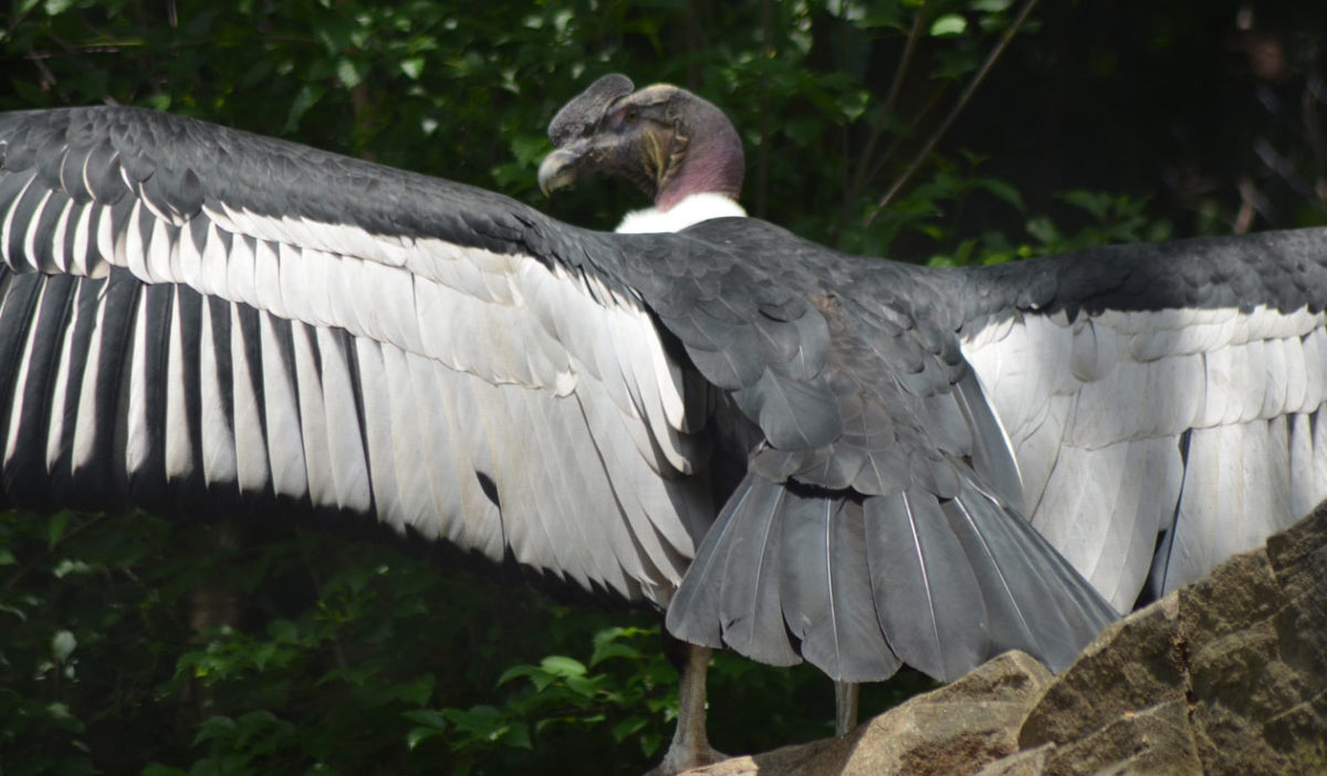 andean condor