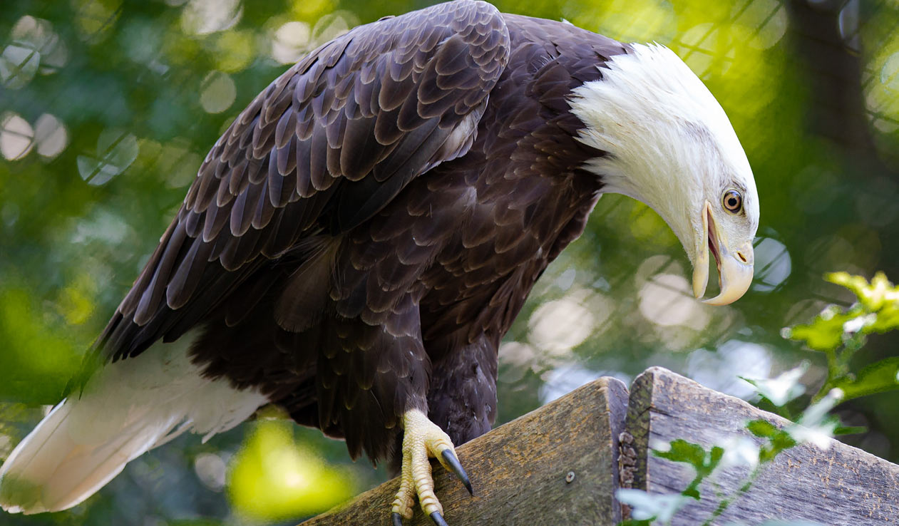 Bald Eagle • Brandywine Zoo