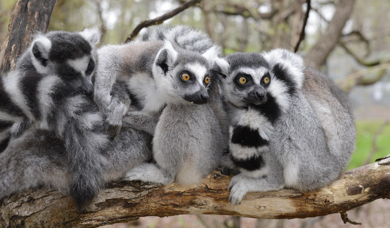 Ring-tailed Lemurs at the Brandywine Zoo