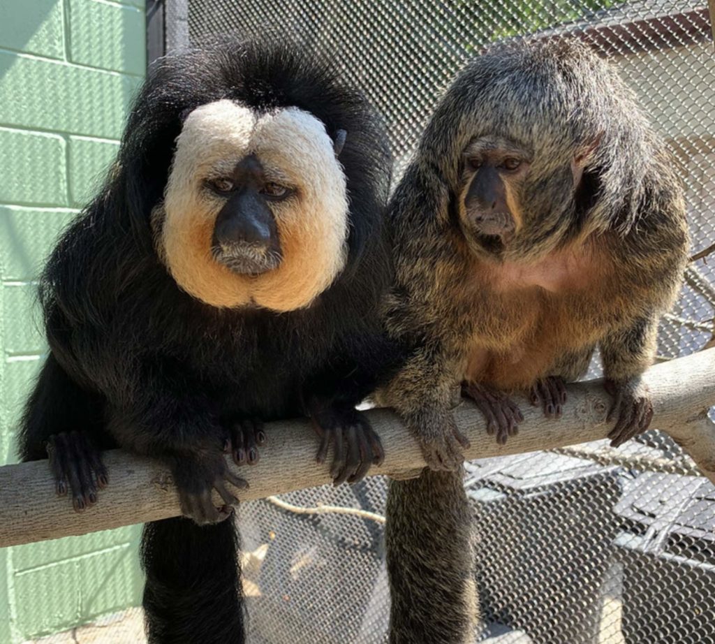 White Faced Saki Monkeys Brandywine Zoo   White Faced Saki Monkeys 1024x922 