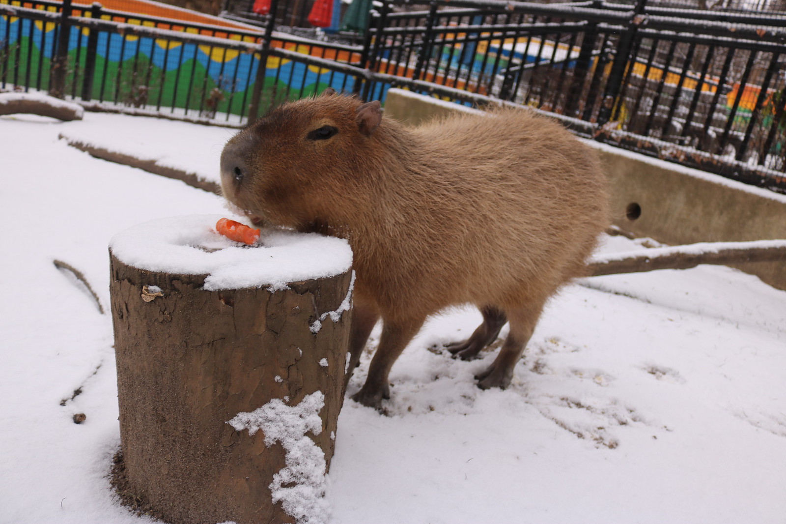 Capybara in the snow