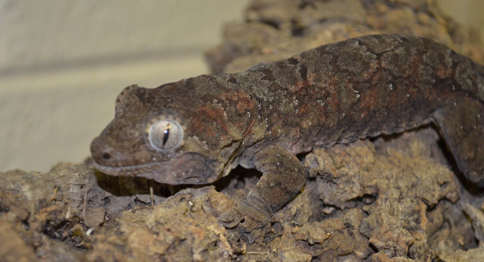 Mossy Prehensile-Tailed Gecko • Brandywine Zoo
