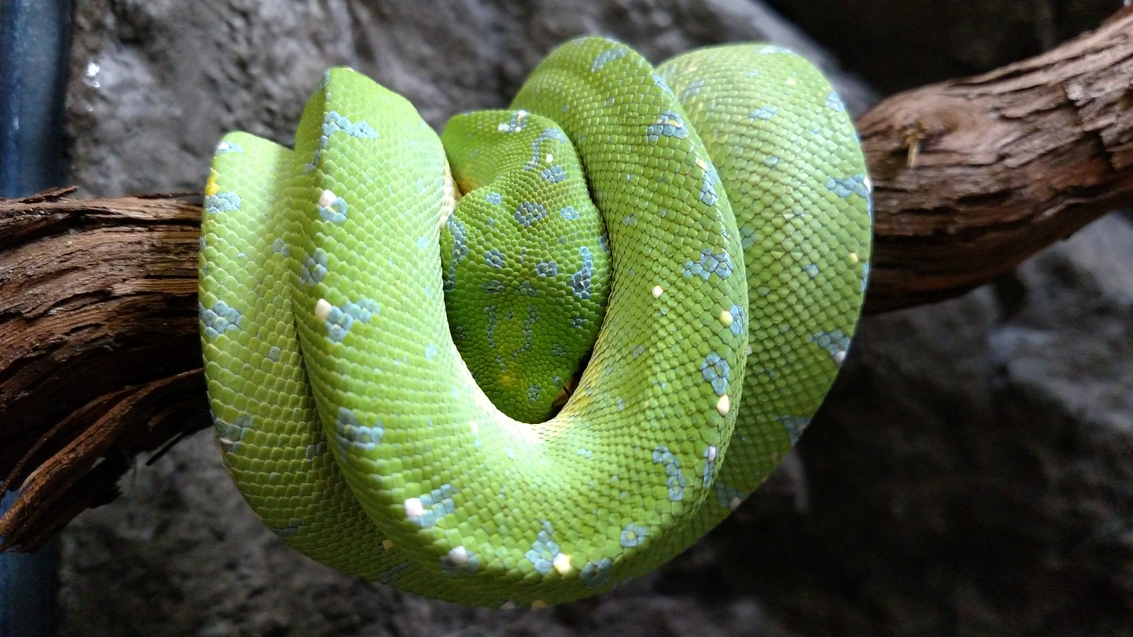Green Tree Python • Brandywine Zoo • Go a Little Wild
