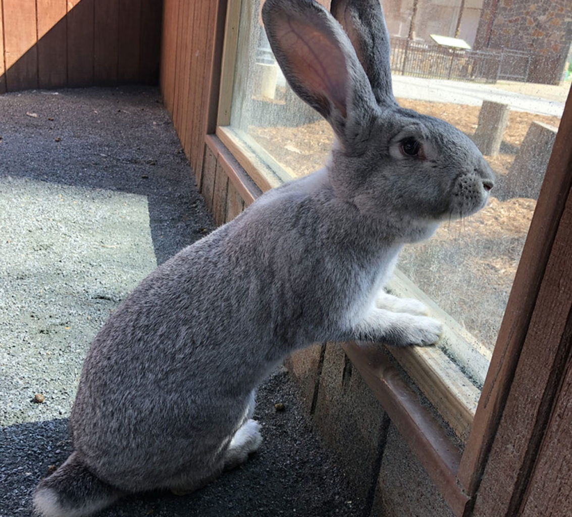 What to Know About the Flemish Giant Rabbit | Glassview Farm