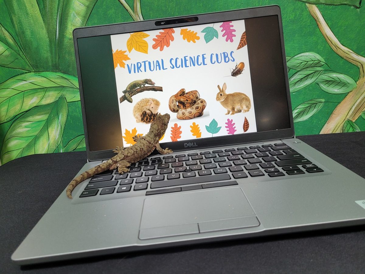 virtual science cubs
