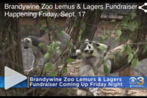CBS Philly lemurs and lagers