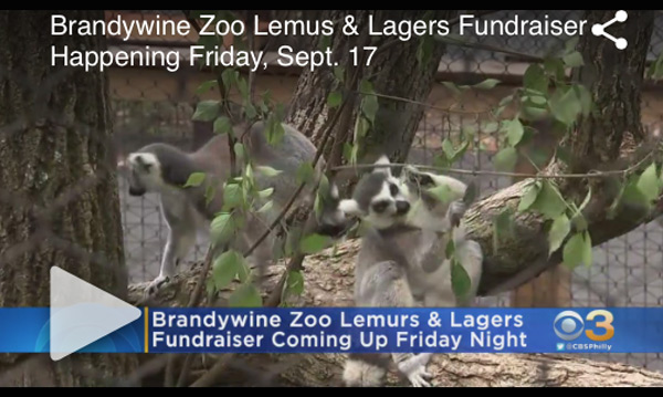 CBS Philly lemurs lagers video