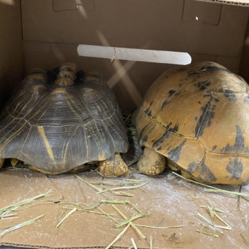 Radiated Tortoise in box