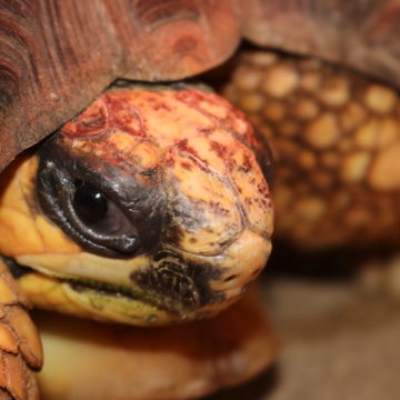 Radiated Tortoise  close up