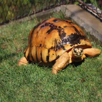 Radiated Tortoise in grass