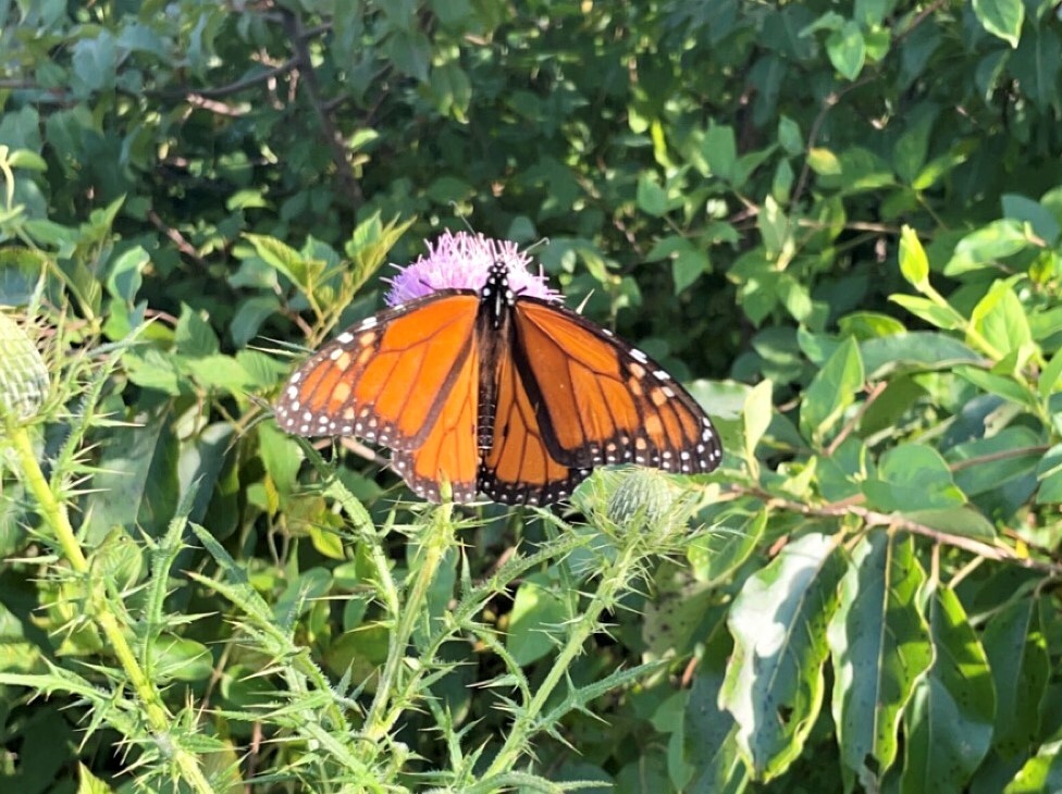 The Enchanted Tree: Saving the Monarch Butterflies and a Giveaway!