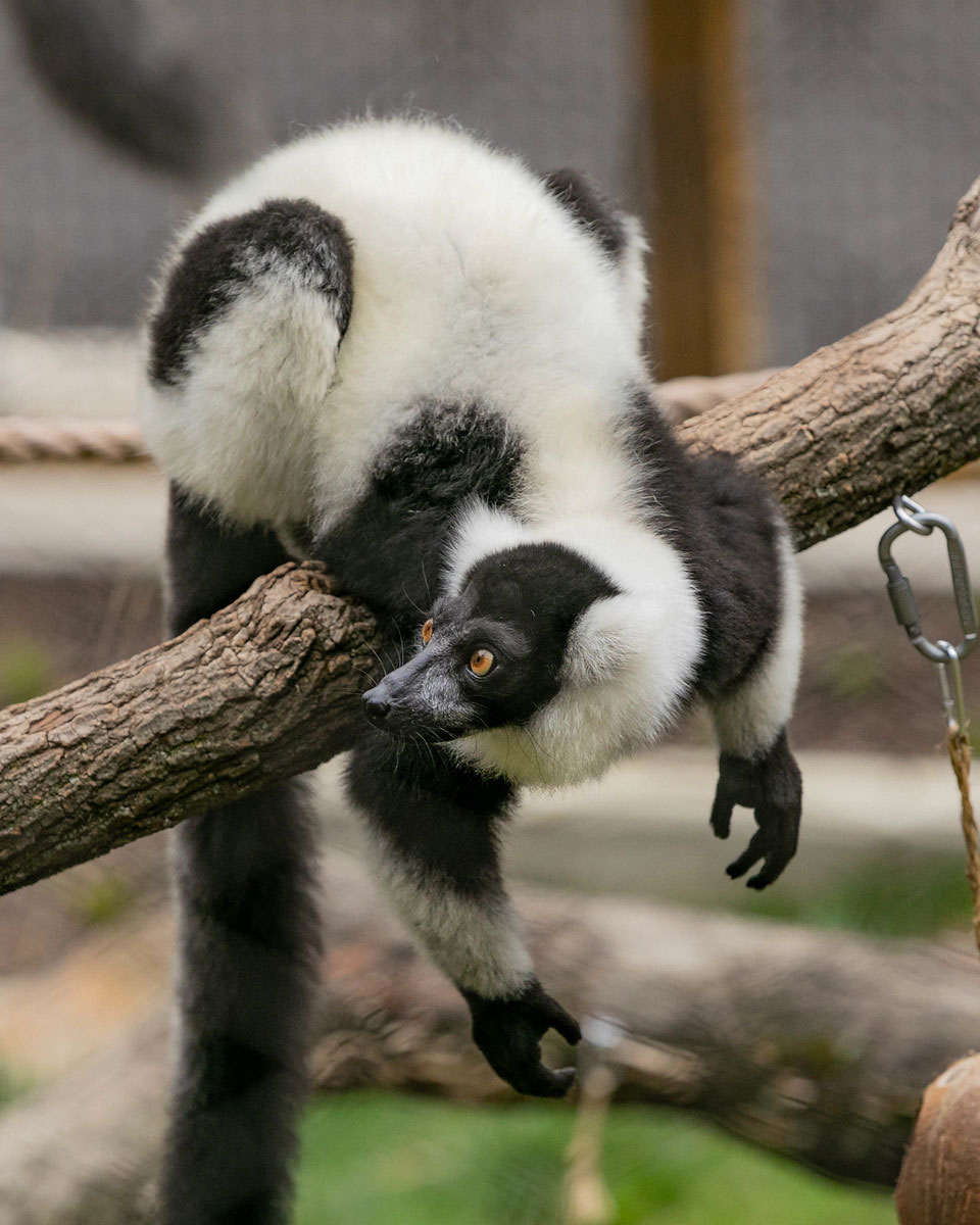 Black and White Ruffed Lemur at the Brandywine Zoo. Photo by Mark Pyle