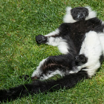 Black-White-Ruffed-Lemur-Sunbathing-Brandywine-Zoo-Mark-Pyle
