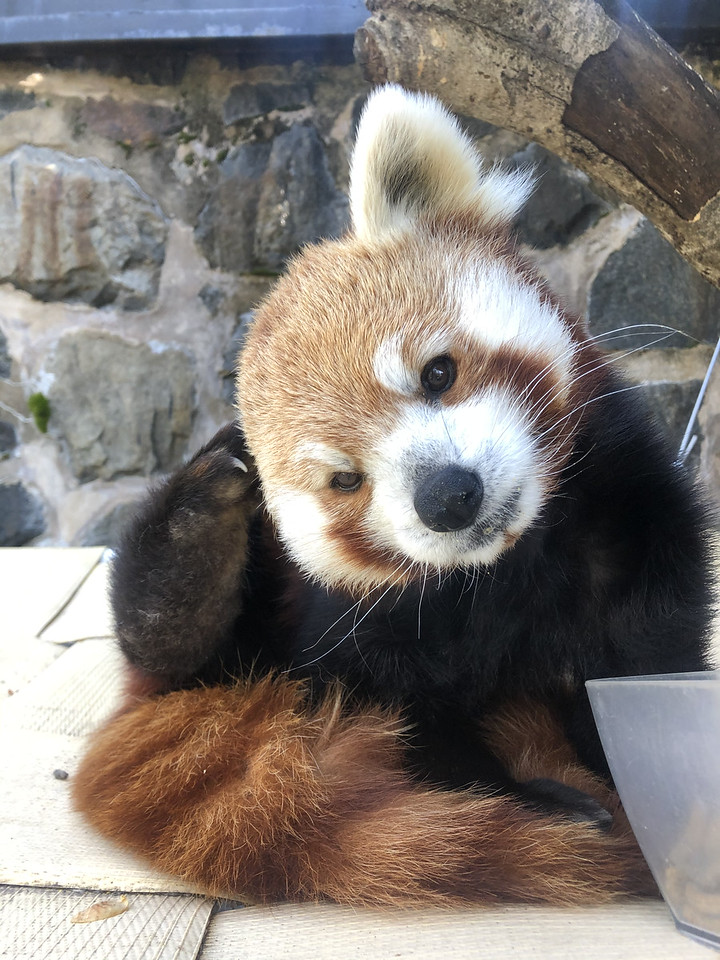 Red Panda at the Brandywine Zoo