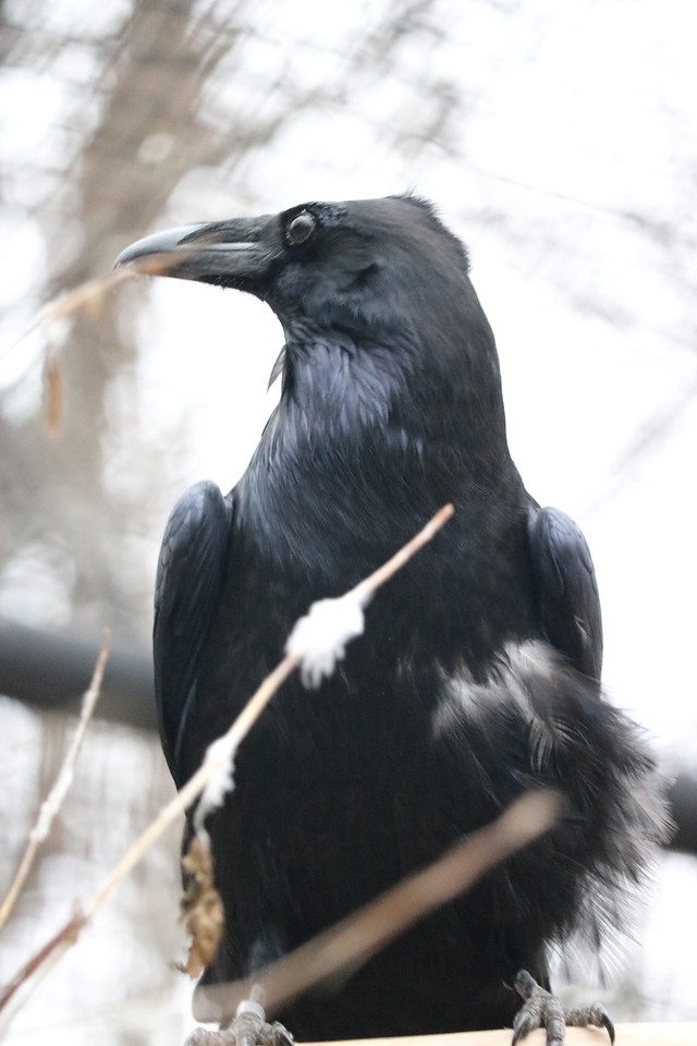 Common Raven  National Geographic