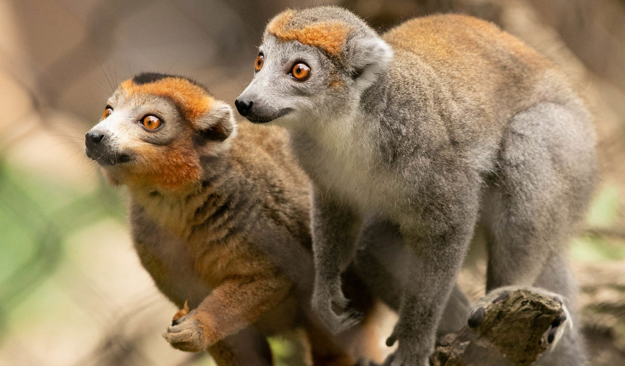 Red Crowmed Lemur pair at the Brandywine-Zoo by Mark Pyle