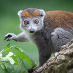 Red Crowned Lemur at the Brandywine-Zoo. Photo by Robert Fries