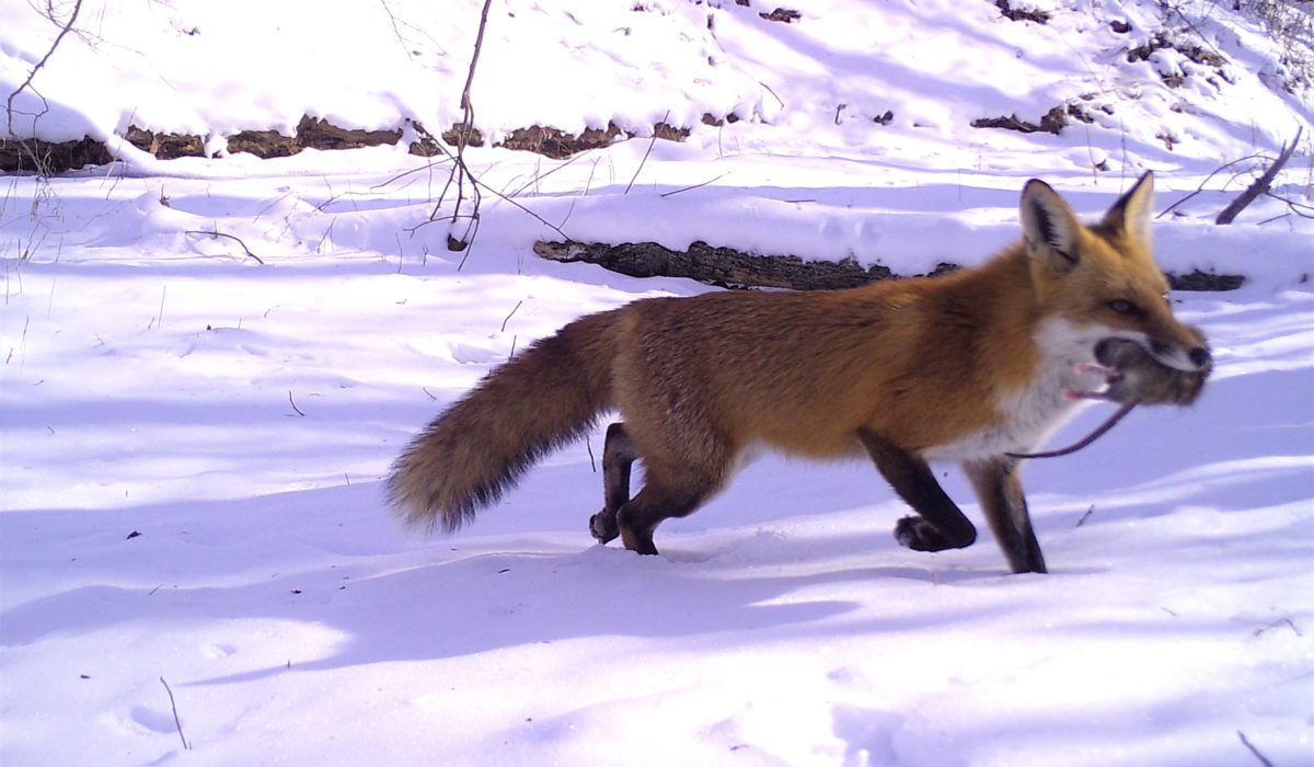 Urban Wild fox in snow