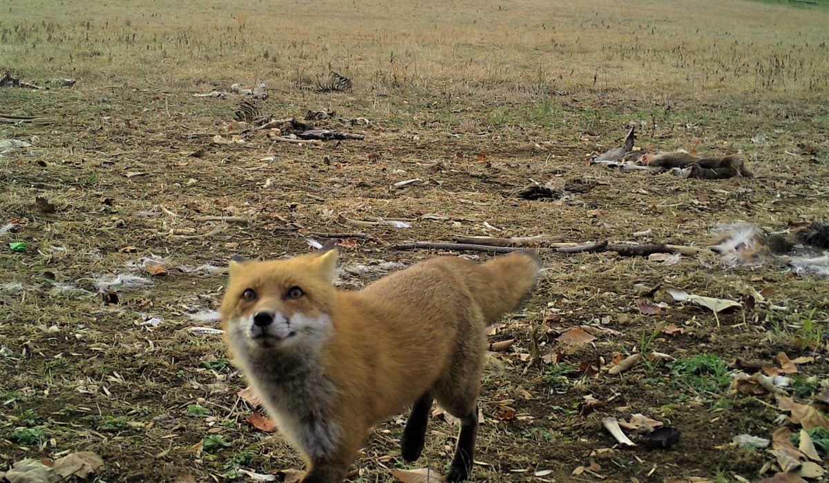 Urban Wild fox