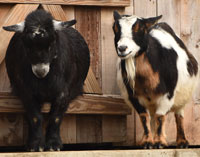 Adopt an Animal at the $25 level