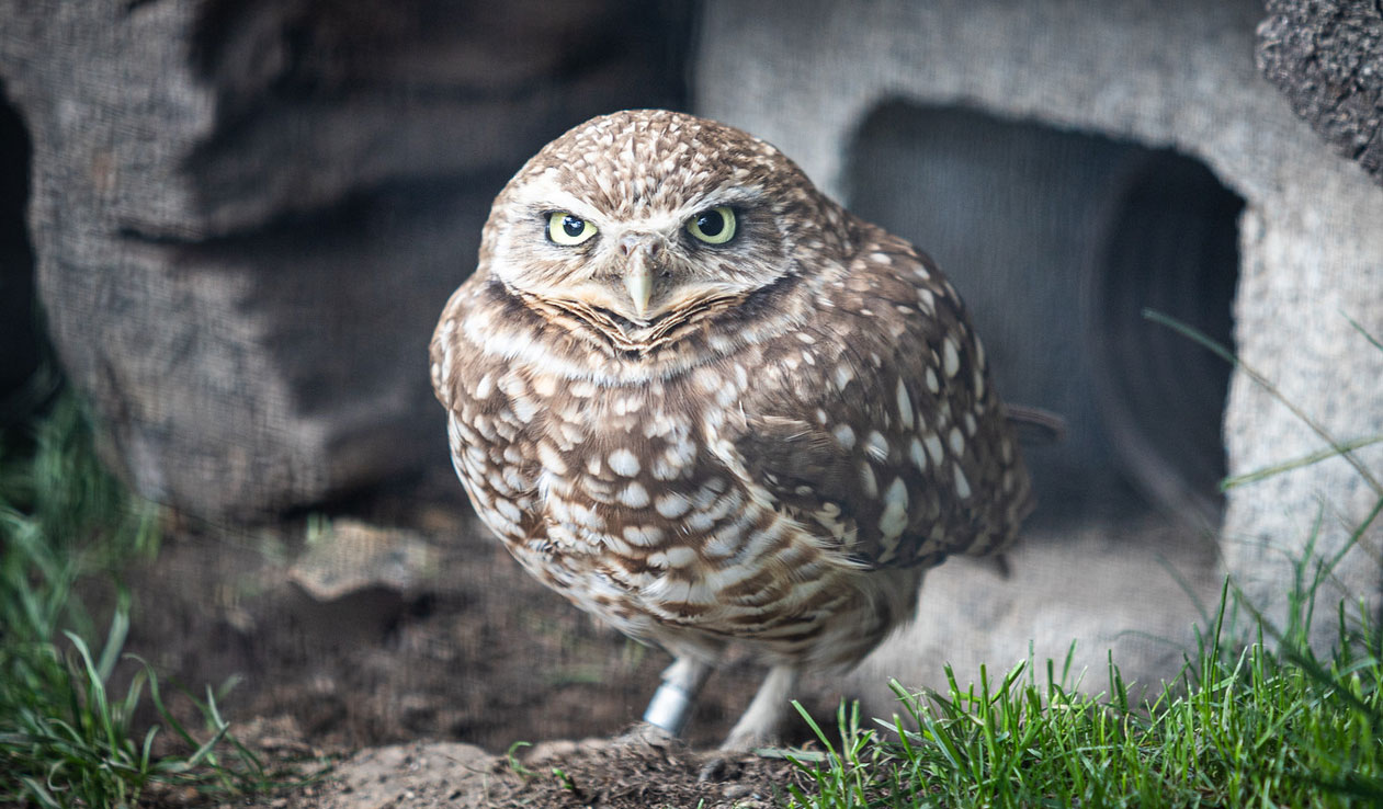 Western Burrowing Owl • Brandywine Zoo