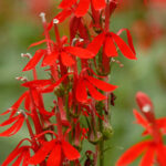 Cardinal Flower