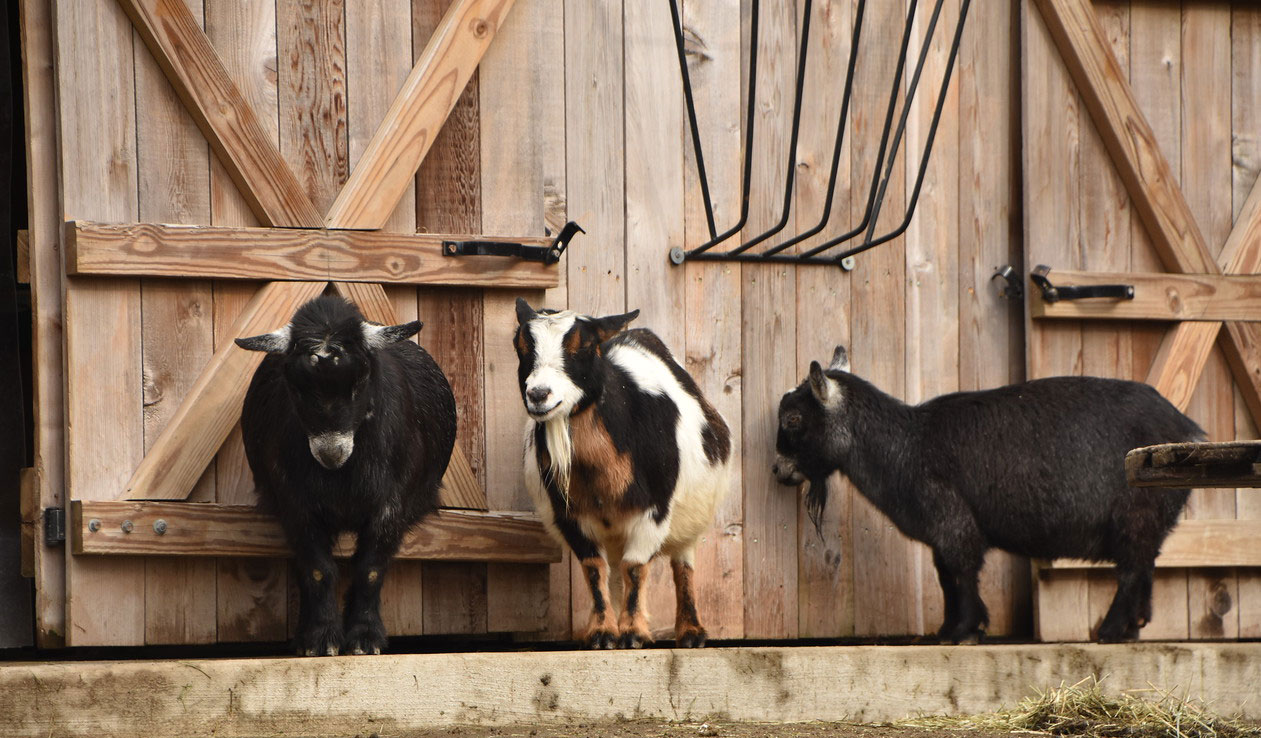 Domestic goats at the Brandywine Zoo