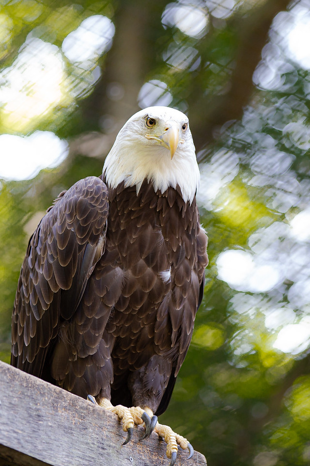 Bald Eagle at the Brandywine Zoo