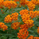 milkweed
