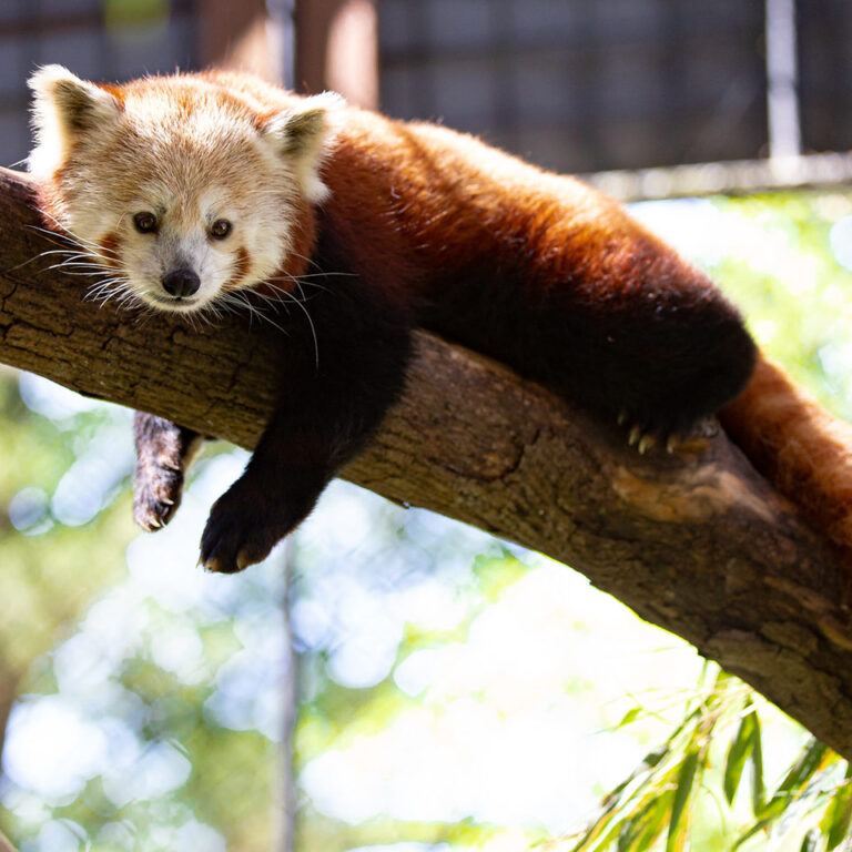 redpandamosiac • Brandywine Zoo