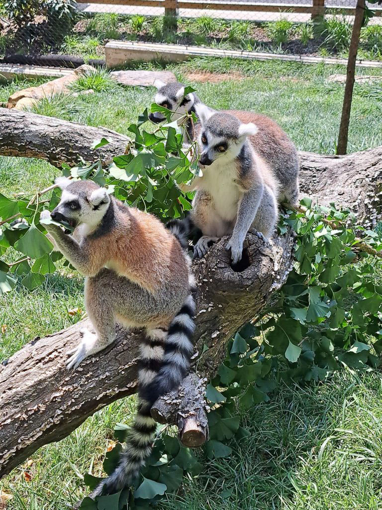 3 ring-tailed lemurs eating leaves
