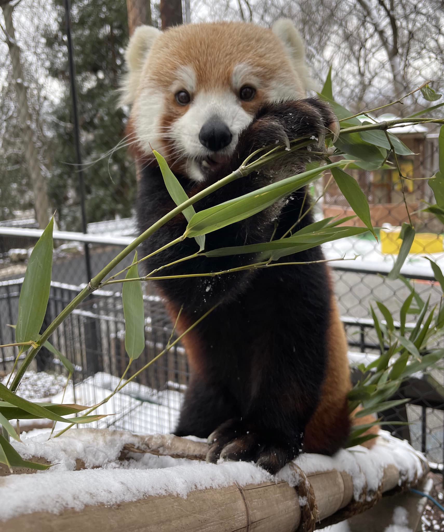 Red Panda in Winter