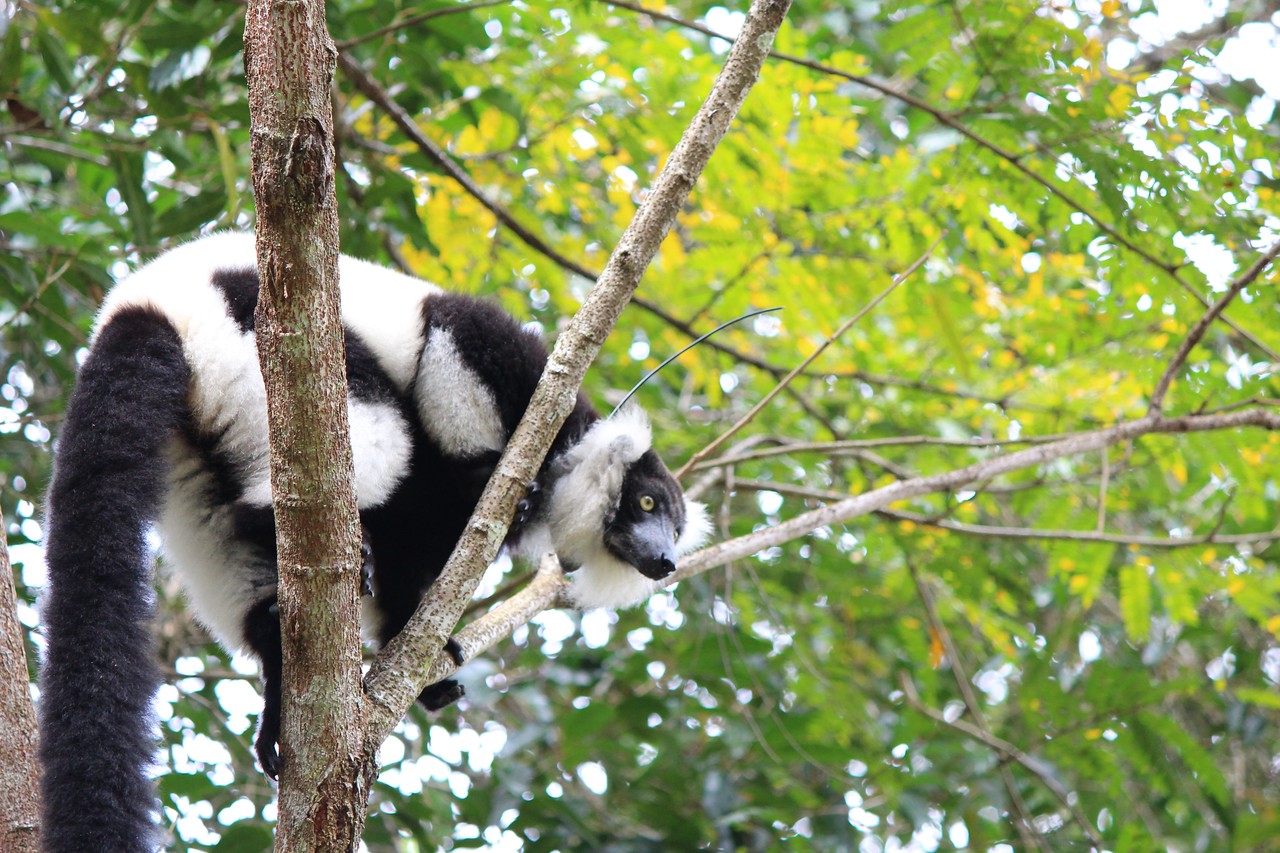black and white lemur photo by vicki villanova