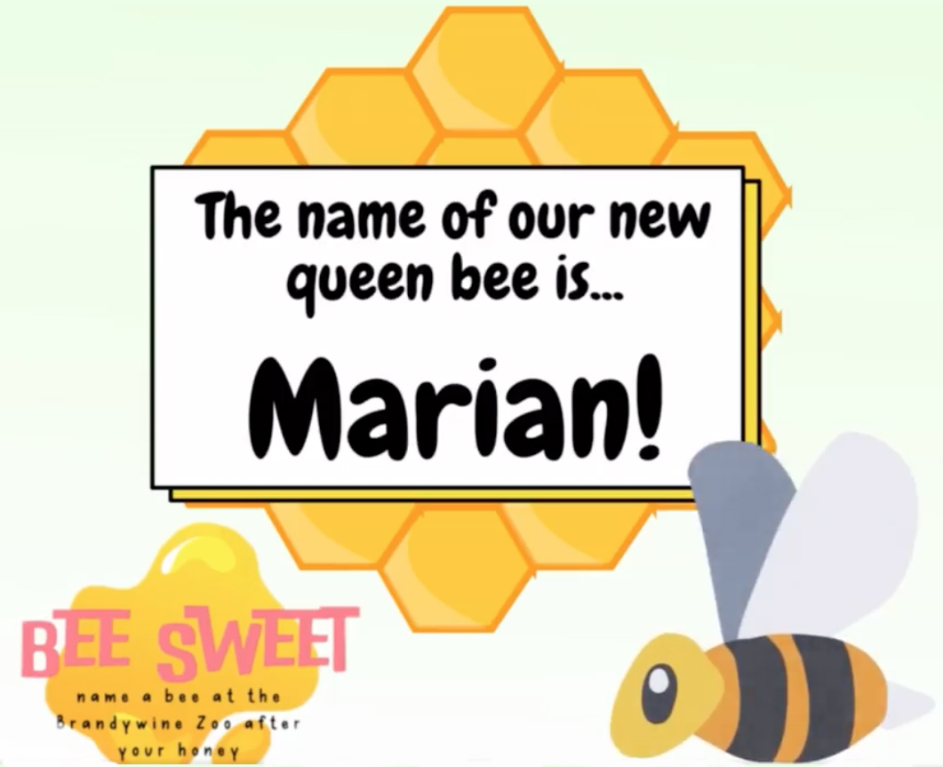 Bee Sweet Queen Bee 2023
