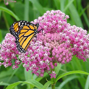 Milkweed