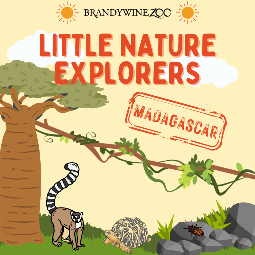 LNE 2023 Madagascar2 • Brandywine Zoo