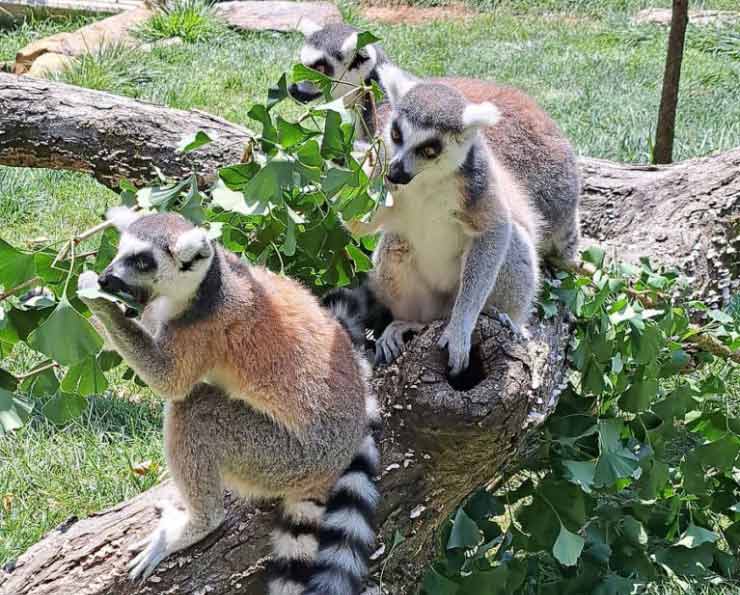 Ring-tailed lemurs eating at the Brandywine Zoo