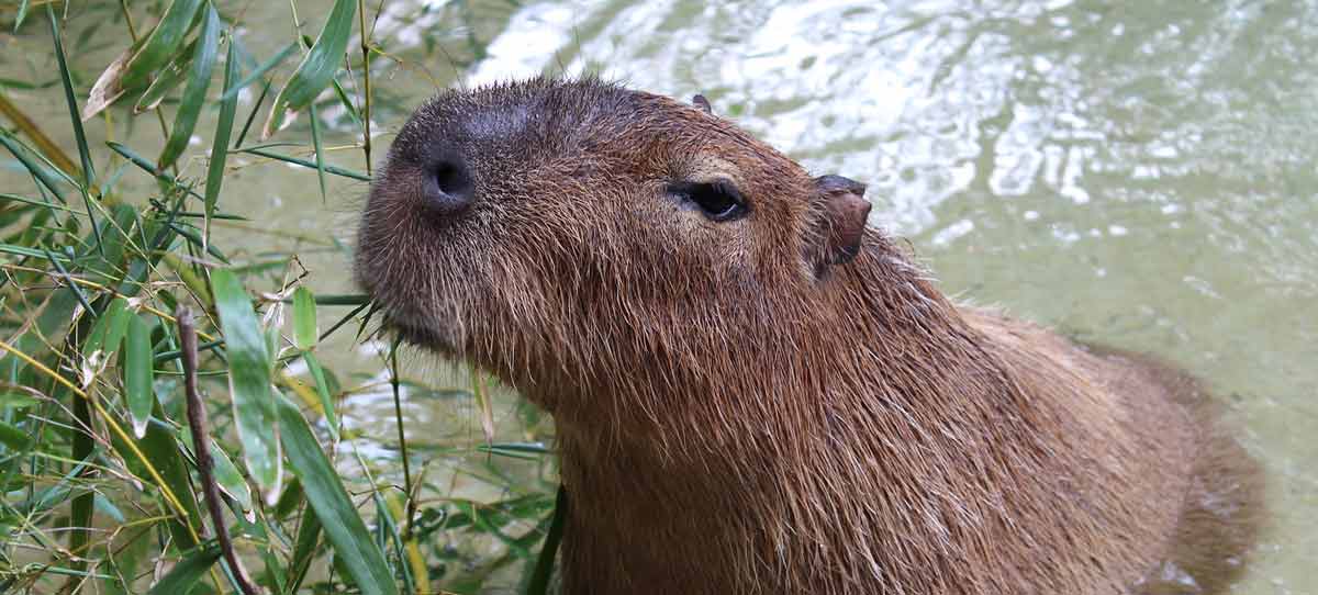 Capybara Candace at the Brandywine Zoo