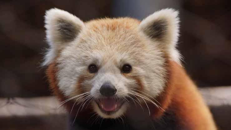 Red Panda face