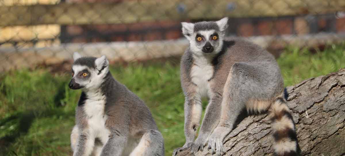 Ring-tailed Lemurs at the Brandywine Zoo