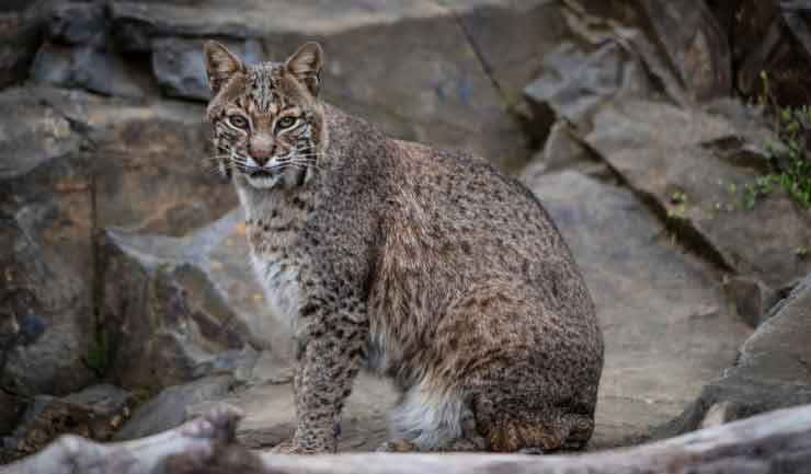 Bobcat at the Brandywine Zoo