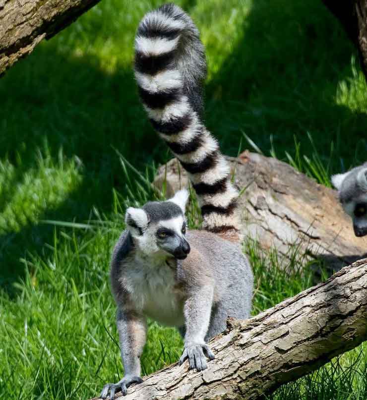 Ring-tailed Lemur at the Brandywine Zoo by Mark Pyle