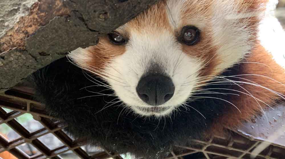 Red Panda at the Brandywine Zoo