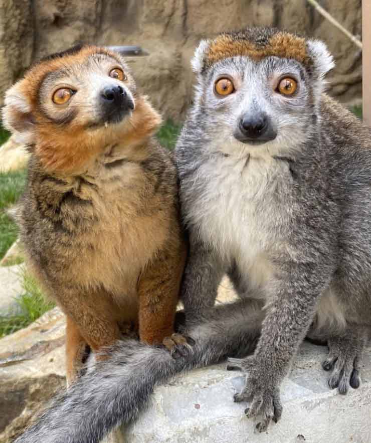 Crowned lemurs at the Brandywine Zoo