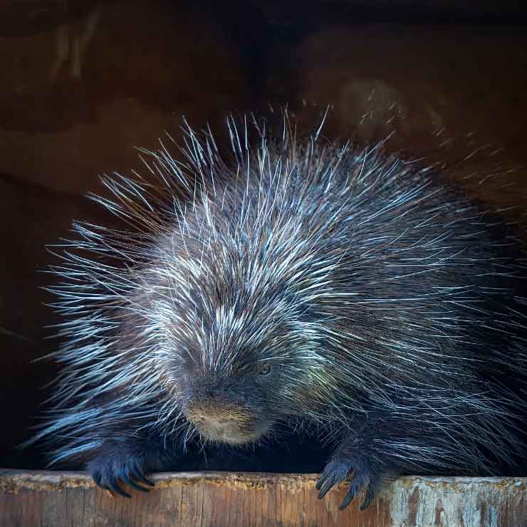 North American Porcupine at the Brandywine Zoo by Robert Fries