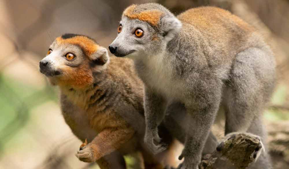 Crowned Lemur pair at the Brandywine Zoo - Mark Pyle